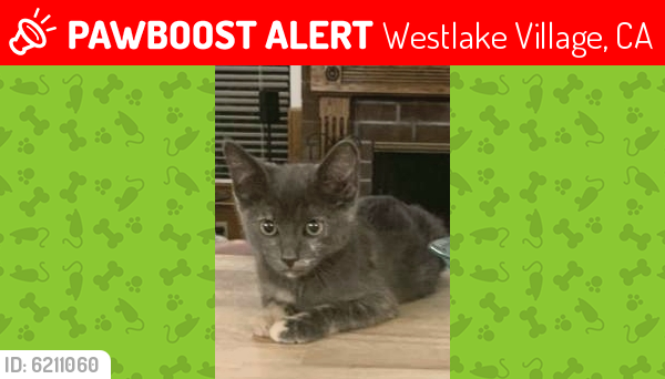 Lost Female Cat last seen Valley Spring Dr. & Upper Ranch, Westlake Village, CA 91362