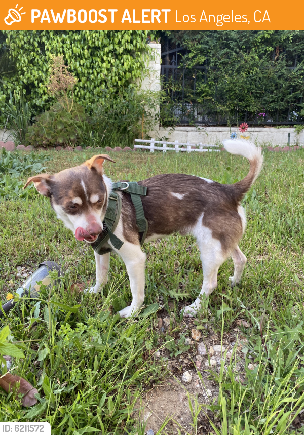 Rehomed Male Dog last seen 3rd and La Cienega , Los Angeles, CA 90048