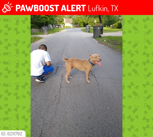 Lost Male Dog last seen Southwood / camp street , Lufkin, TX 75903