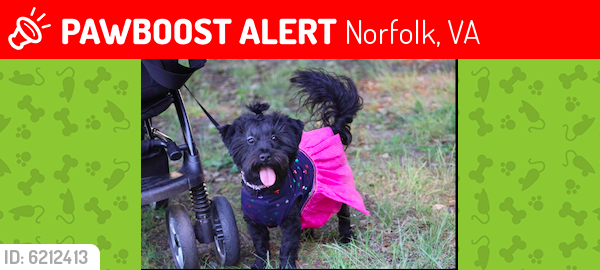 Lost Female Dog last seen Gilpin Avenue, Norfolk, VA 23503