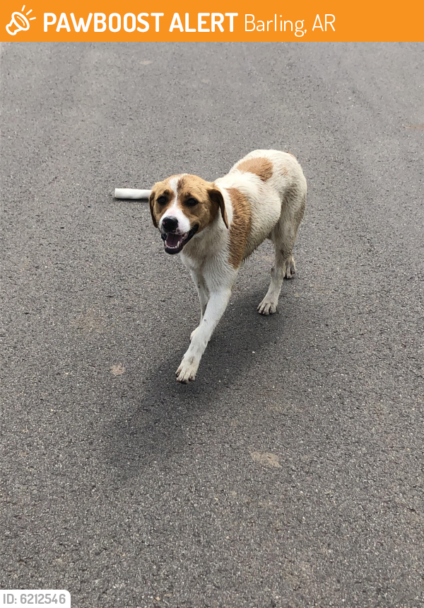 Found/Stray Female Dog last seen H street , Barling, AR 72923