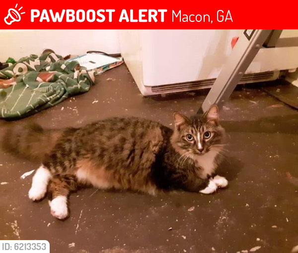 Lost Male Cat last seen Cherry St, Macon, GA 31201