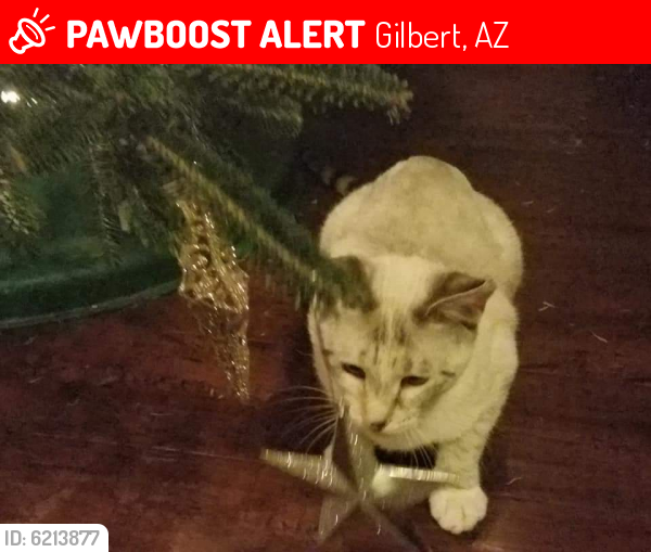 Lost Female Cat last seen Higley and Riggs, Gilbert, AZ 85298