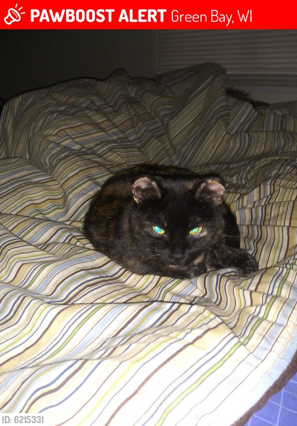 Lost Female Cat last seen Air Force Gymnastic Center, Green Bay, WI 54303