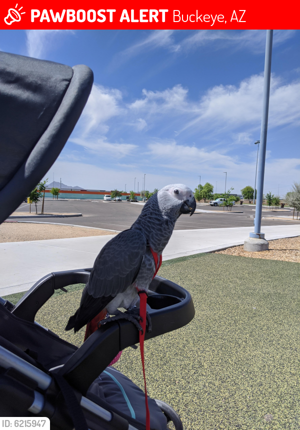 Lost Unknown Bird last seen Miller Rd and tonopah Salome frontage rd, Buckeye, AZ 85326