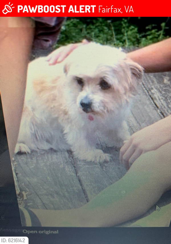 Lost Male Dog last seen Mosby woods elementary school, Fairfax, VA 22031