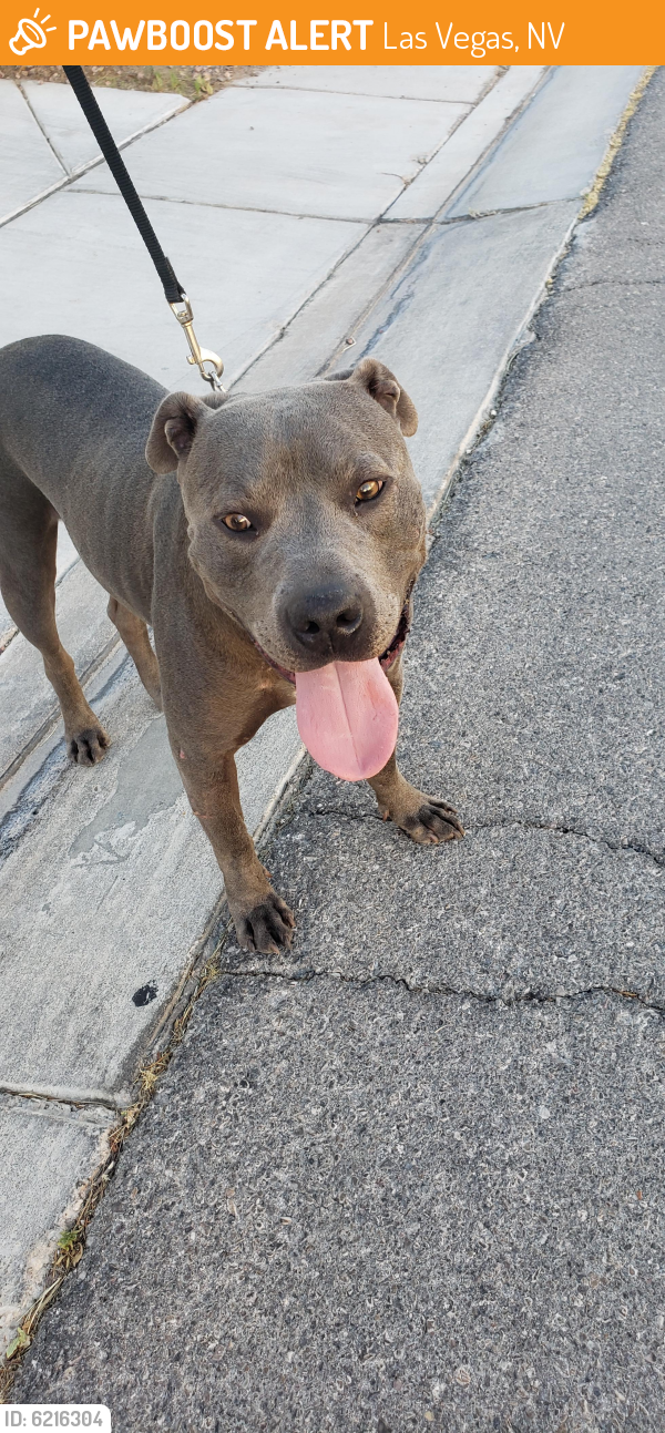 Surrendered Male Dog in Las Vegas, NV 89123 (ID: 6216304) | PawBoost