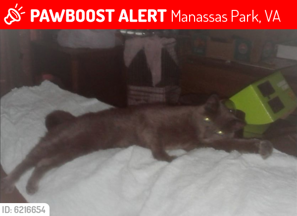 Lost Female Cat last seen Saint Steven Ct & Conner Dr, Manassas Park, VA 20111