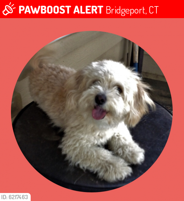 Lost Female Dog last seen Dande St., Bridgeport, CT 06608