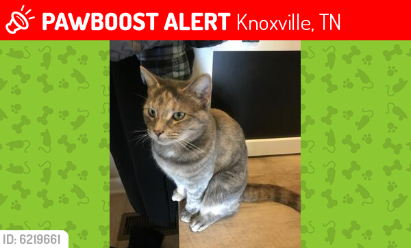 Lost Female Cat last seen Early and Choto Road, Knoxville, TN 37922