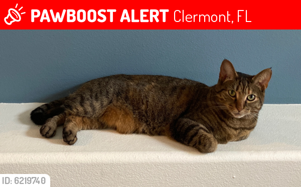 Lost Female Cat last seen Greater Pines Subdivision , Clermont, FL 34711