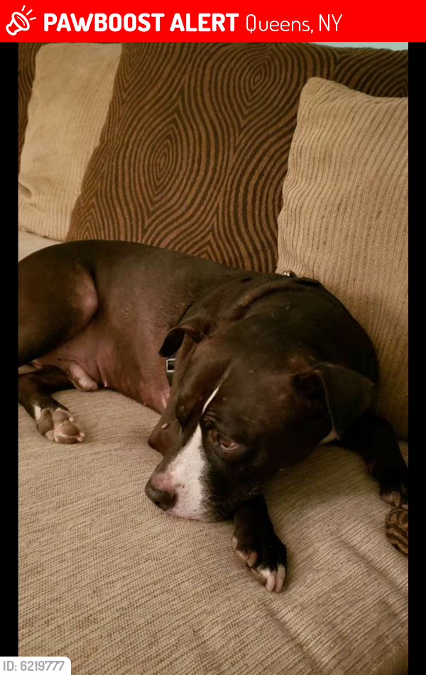 Lost Male Dog last seen Junction Blvd , Queens, NY 11373