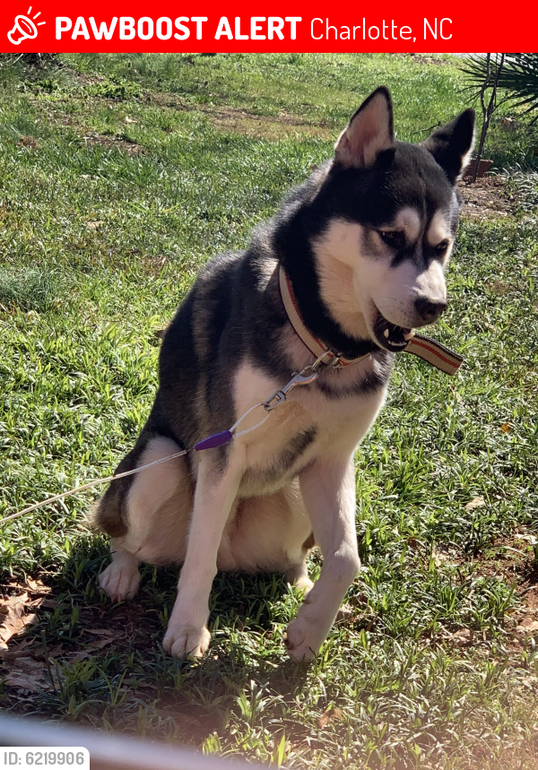 Lost Male Dog last seen Hickory grove , Charlotte, NC 28212