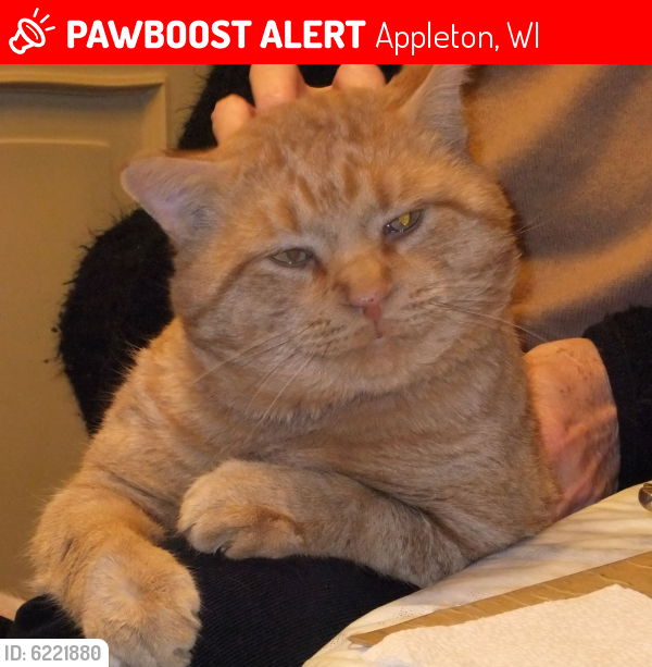 Lost Male Cat last seen Winnebago & Oneida St (Columbus School Area), Appleton, WI 54912