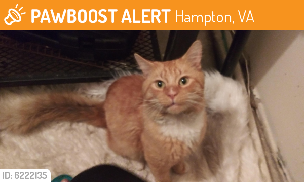 Found/Stray Male Cat last seen Near Goldsboro Dr, Hampton, VA 23605