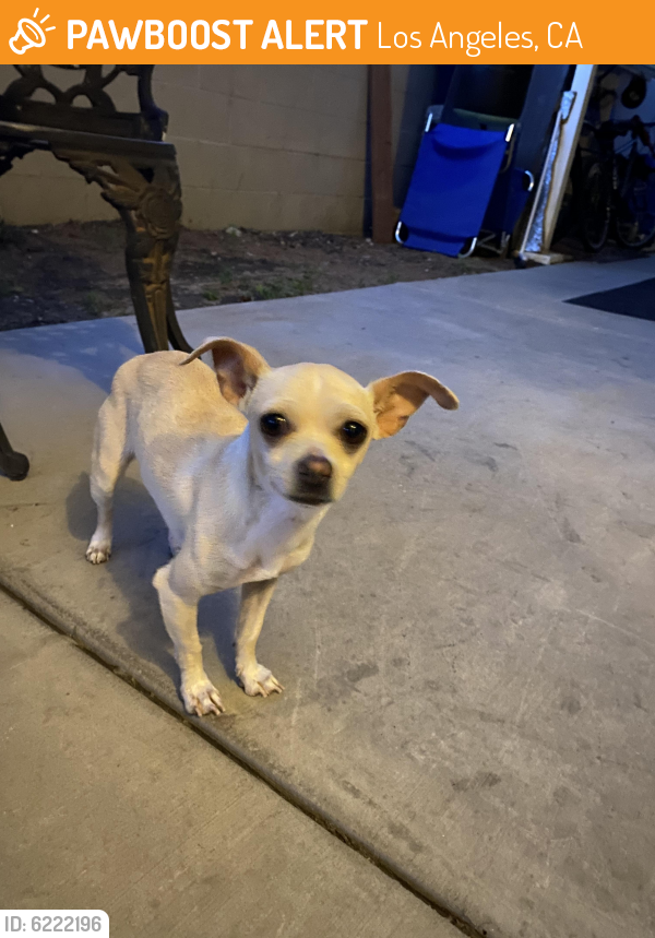 Rehomed Female Dog last seen Branford st. and Arleta st. in the city of Arleta, Los Angeles, CA 91331