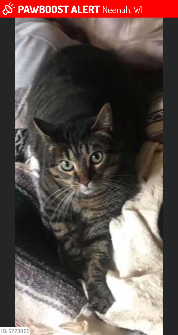 Lost Female Cat last seen Houses down from Burial Chambers Haunted house and Blair Ave, Neenah, WI 54956