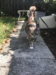 Reunited Unknown Cat last seen John young parkway and east street, Kissimmee , Kissimmee, FL 34741