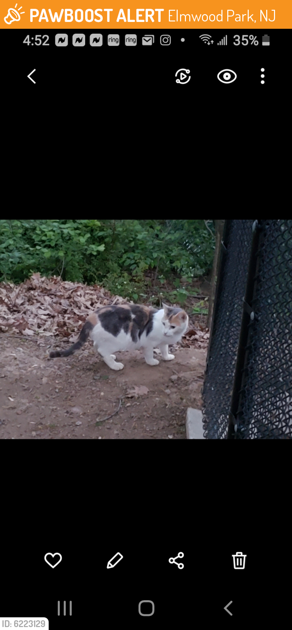 Found/Stray Unknown Cat last seen Near Cadmus Ave & 46, Elmwood Park, NJ 07407