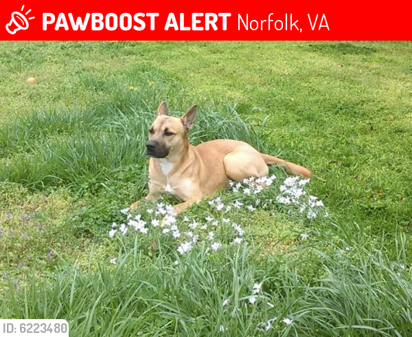 Lost Female Dog last seen Tidewater and Pope st, Norfolk, VA 23509
