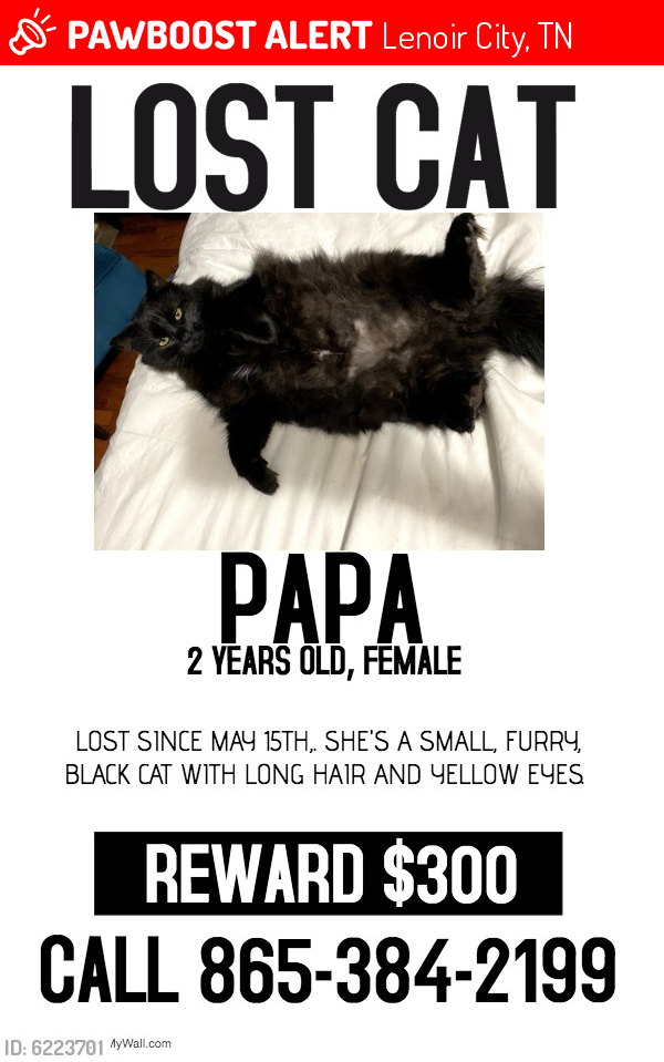 Lost Female Cat last seen Cordova Lane, Tennessee , Lenoir City, TN 37771