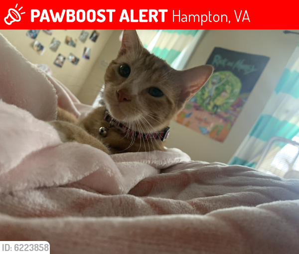 Lost Female Cat last seen Settler Landing & Stewart , Hampton, VA 23669