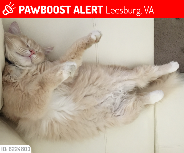 Lost Female Cat last seen Gateway, Leesburg, Leesburg, VA 20175