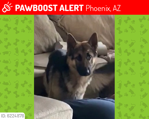 Lost Male Dog last seen Near ave and northern, Phoenix, AZ 85031