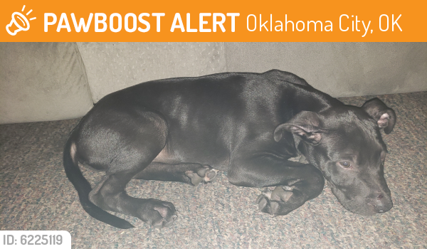 Found/Stray Male Dog last seen Danforth & Boulevard, Oklahoma City, OK 73012