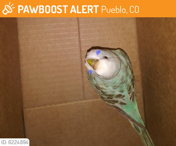 Found/Stray Unknown Bird last seen Near , Pueblo, CO 81003