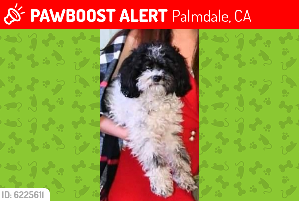 Lost Male Dog last seen Lasker avenue and 10th street east, Palmdale, CA 93550