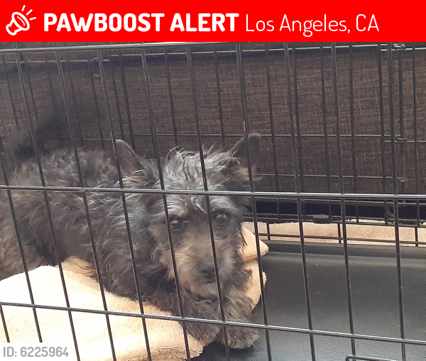 Lost Male Dog last seen Century and Main , Los Angeles, CA 90003