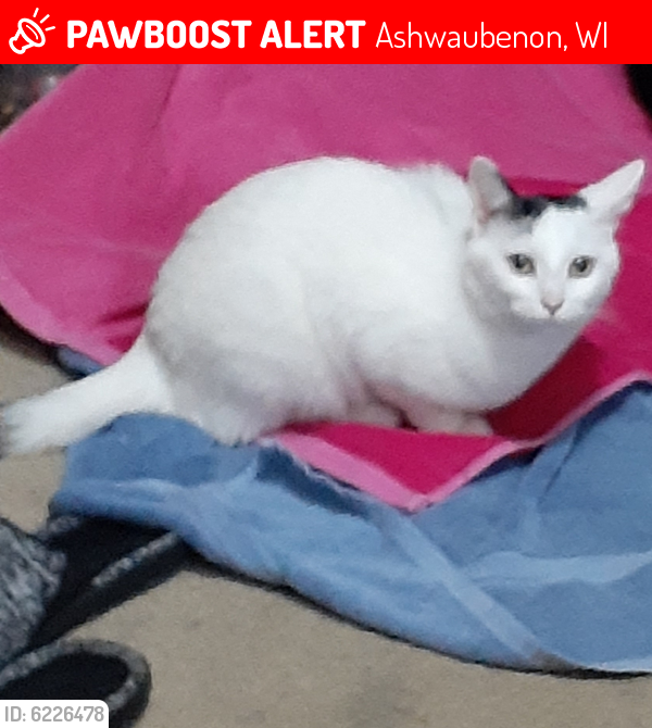 Lost Female Cat last seen Balsam st and Cormier, Ashwaubenon, WI 54313