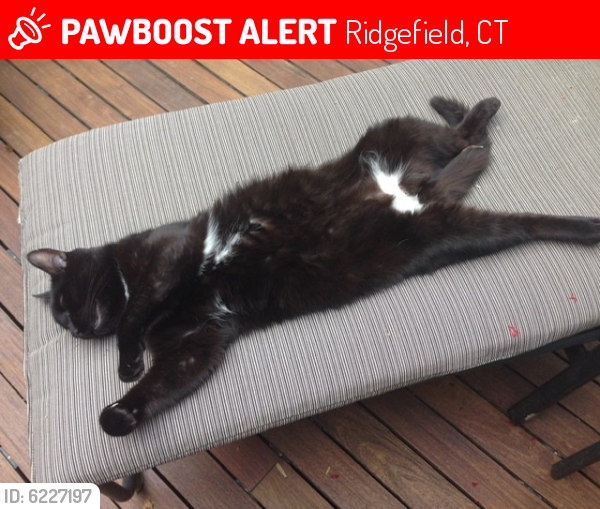 Lost Male Cat last seen Blue Ridge Road, Ridgefield, Ct., Ridgefield, CT 06877