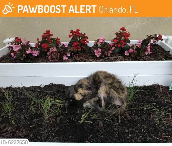 Deceased Female Cat last seen Rio Pinar Country Club, Orlando, FL 32822
