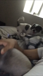 Reunited Male Dog last seen Near W Golden Ln, Chandler, AZ 85226, USA, Chandler, AZ 85226