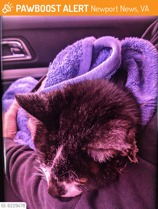 Found/Stray Unknown Cat last seen Forrest , Newport News, VA 23601