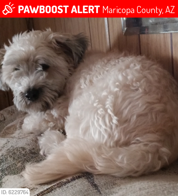 Lost Male Dog last seen Hawes and Main, Maricopa County, AZ 85207