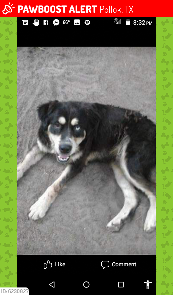 Lost Male Dog last seen Pollok post office tx, Pollok, TX 75969