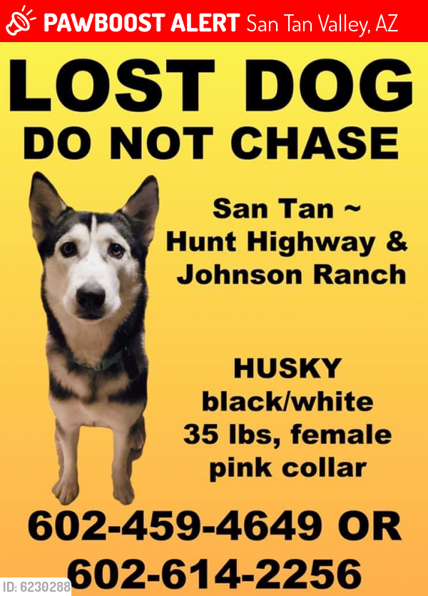 Lost Female Dog last seen Johnson Ranch Boulevard and Hunt highway, San Tan Valley, AZ 85143