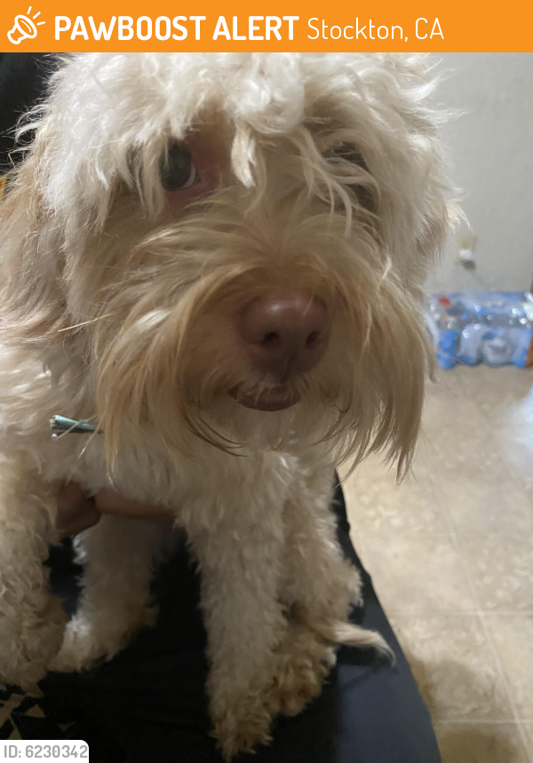 Found/Stray Female Dog last seen Kelley Dr and Hillview, Stockton, CA 95209