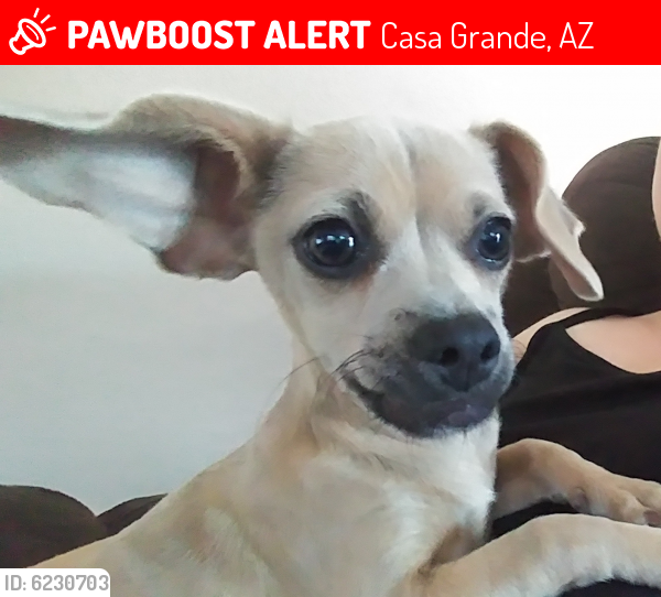 Lost Male Dog last seen McMurray and Colorado , Casa Grande, AZ 85122