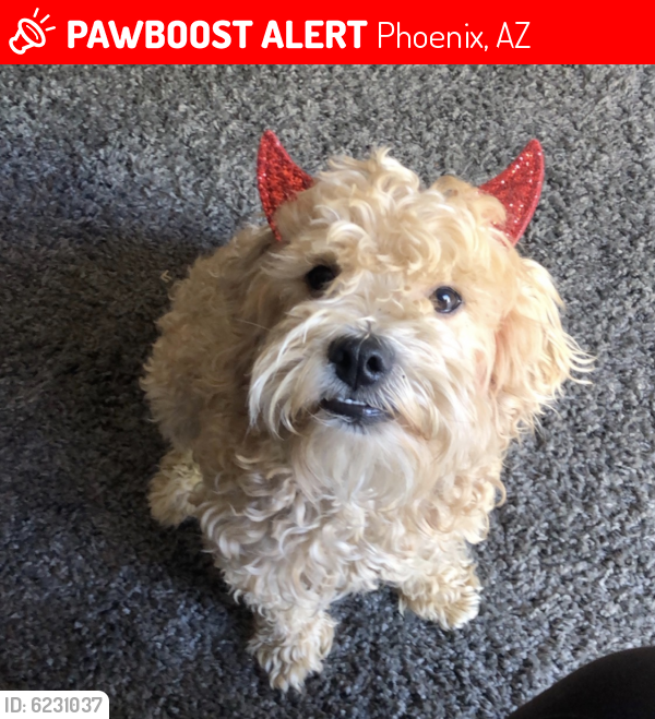 Lost Male Dog last seen 88th ave and Encanto , Phoenix, AZ 85037