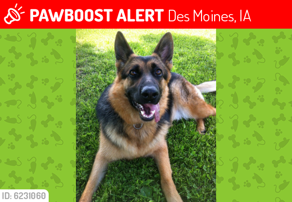 Lost Female Dog last seen state Fair, Des Moines, IA 50317