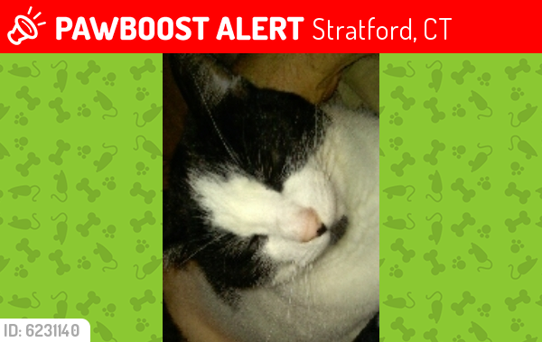 Lost Female Cat last seen Drome Ave, Stratford, CT 06615