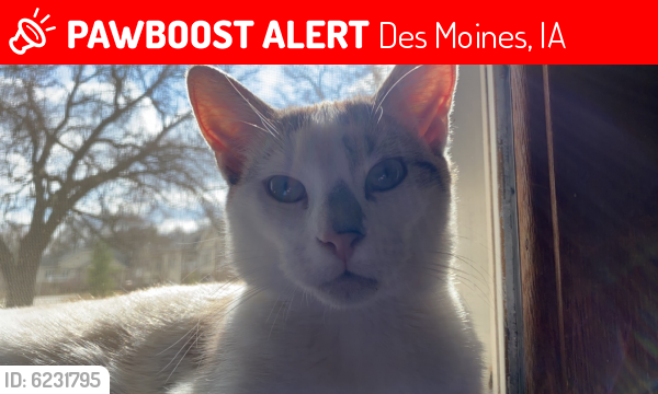 Lost Male Cat last seen South des moines, Des Moines, IA 50315