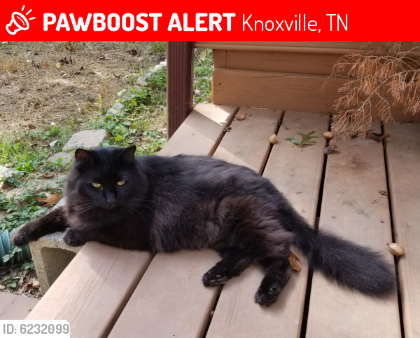 Lost Male Cat last seen Concord Woods, Knoxville, TN 37934