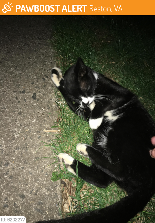 Found/Stray Unknown Cat last seen Autumn Ridge Circle and Lake Newport Road, Reston, VA 20194