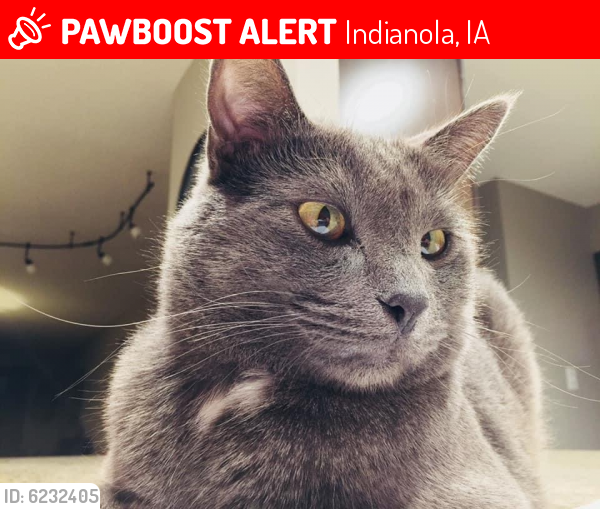 Lost Male Cat last seen 103rd Ave & R63, Indianola, IA 50125
