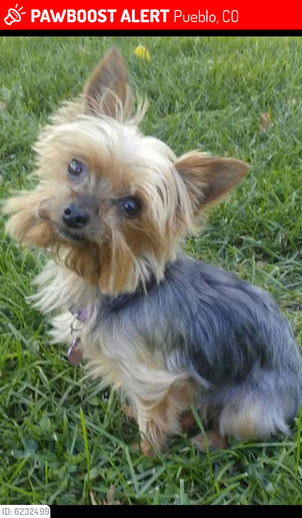 Lost Female Dog last seen West 16th and Elizabeth St. Near parkview hospital, Pueblo, CO 81003